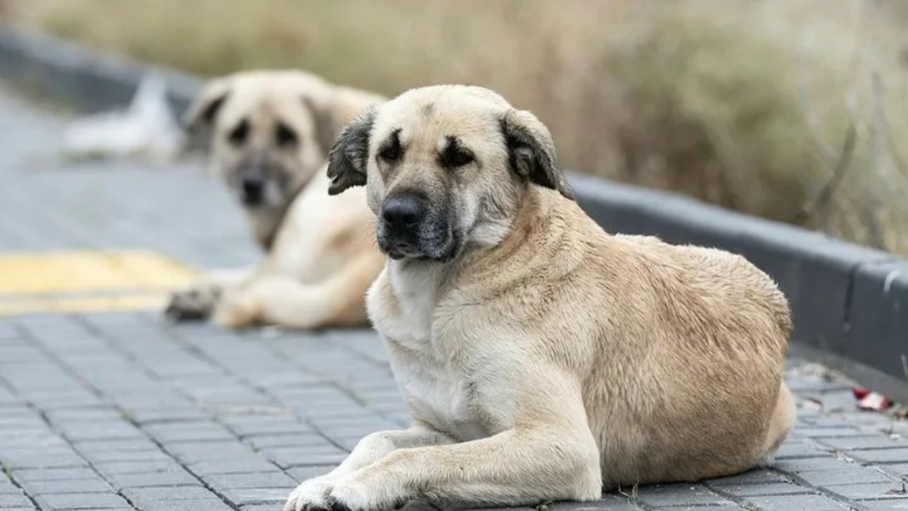 Anket şirketinden dikkat çeken araştırma: AKP seçmeni, sokak köpeklerinin uyutulmasını destekliyor mu?