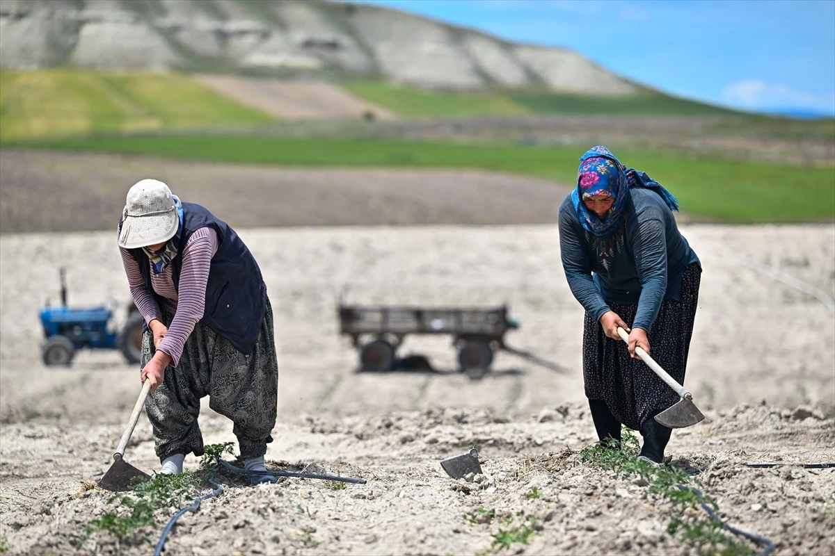 Ayaşlı Kadın Girişimcilerin Ata Tohumlu Domatesleri Zincir Marketlerde Satışa Sunulacak