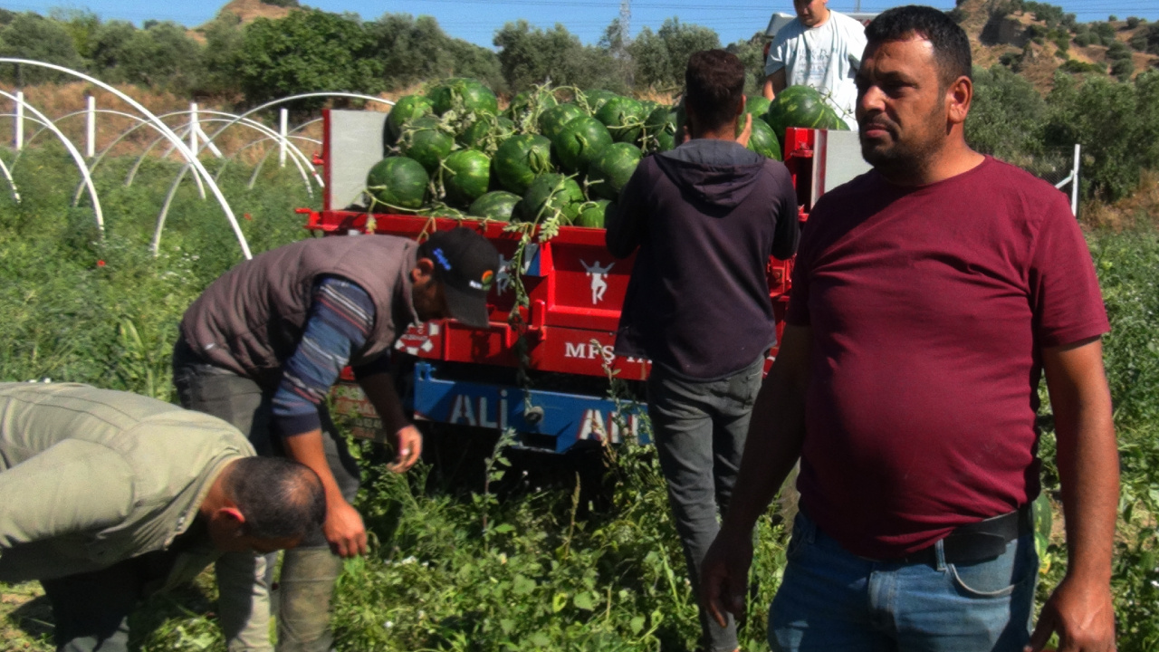 Aydın’da erkenci hasat başladı, eken perişan oldu: Tarlada kilosu 10 TL!