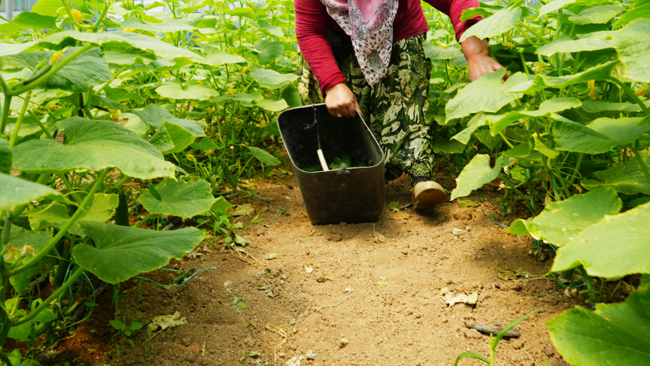 Bilecik’te hasadı başladı, yılda 3 kez ürün alınıyor: Tarlada kilosu 10 TL!