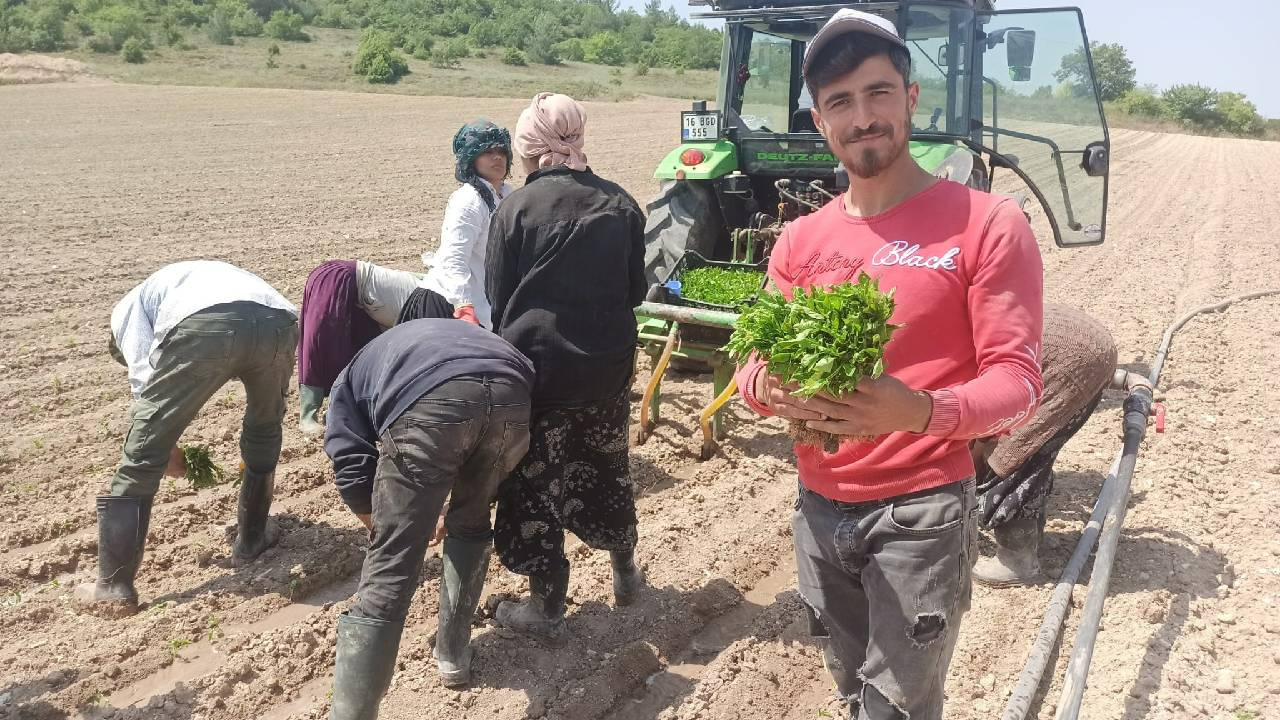 Bursa’da üretiliyor, yeşil altın olarak biliniyor: Ekimi başladı, dört gözle hasadı bekleniyor