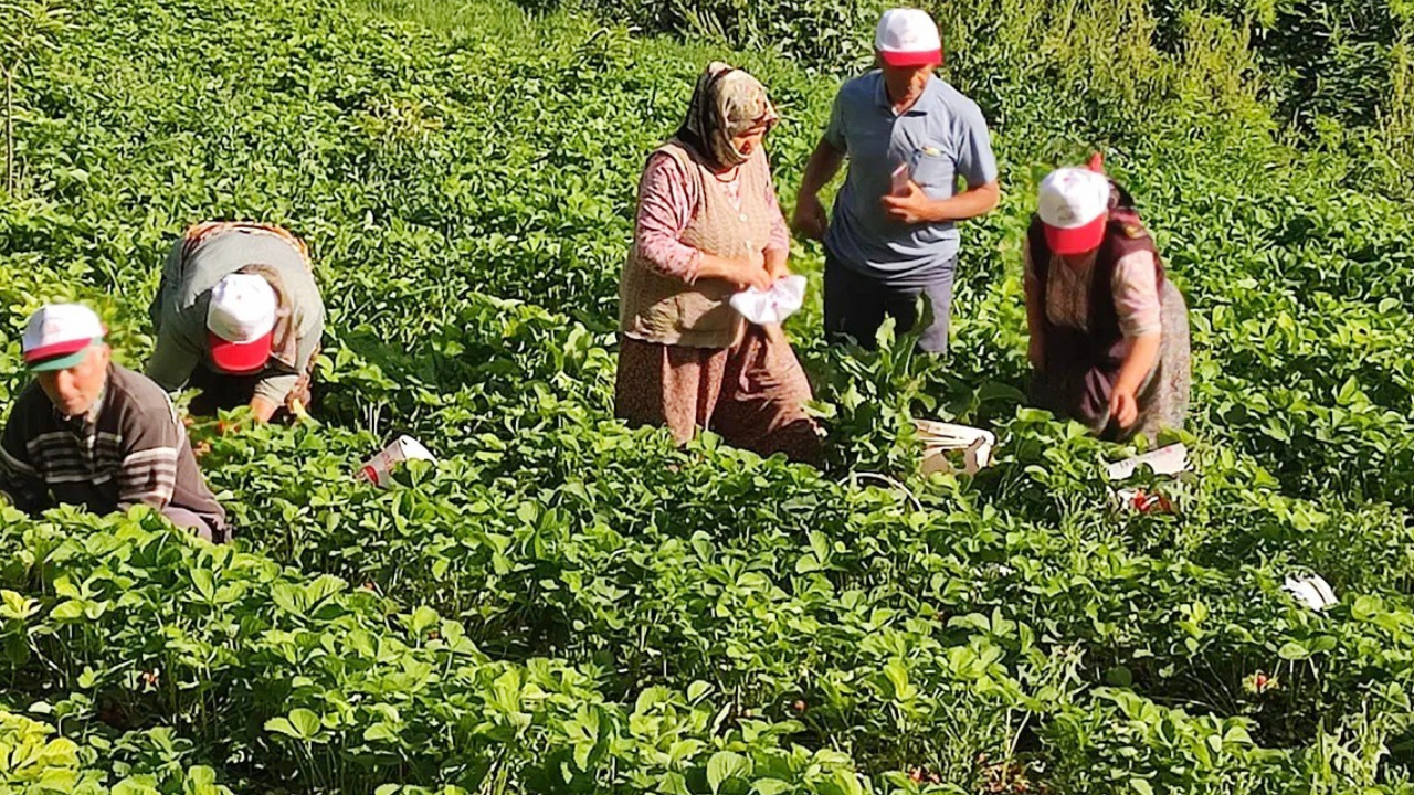 Denizli’de hasadı başladı, fiyatı çakıldı: Tarlada kilosu 20 TL!