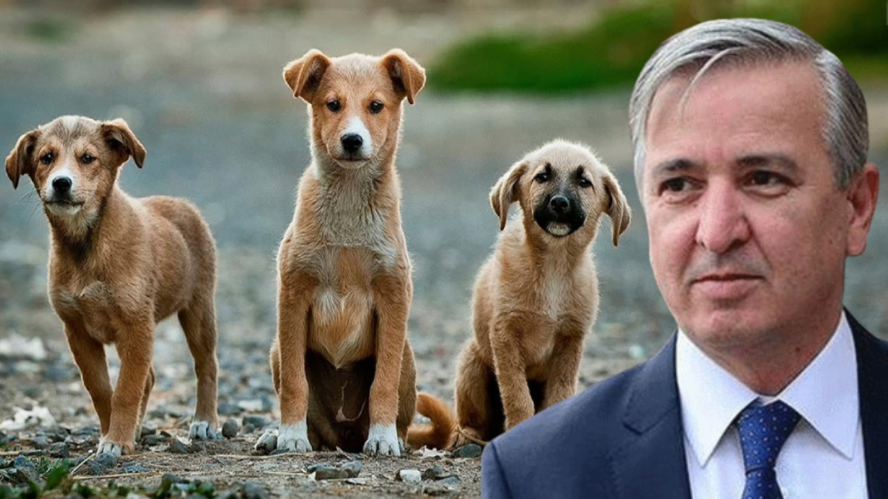 Erdoğan’ın eski metin yazarı köpek katliamını böyle savundu: “Yaşamak için öldürmek gerek”