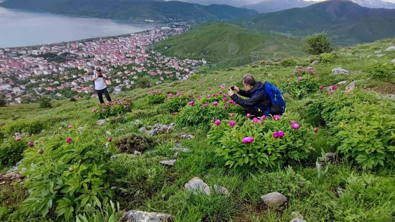 Kayalıklar arasında yetişen çiçek açtı: Ömrü sadece 20 gün…