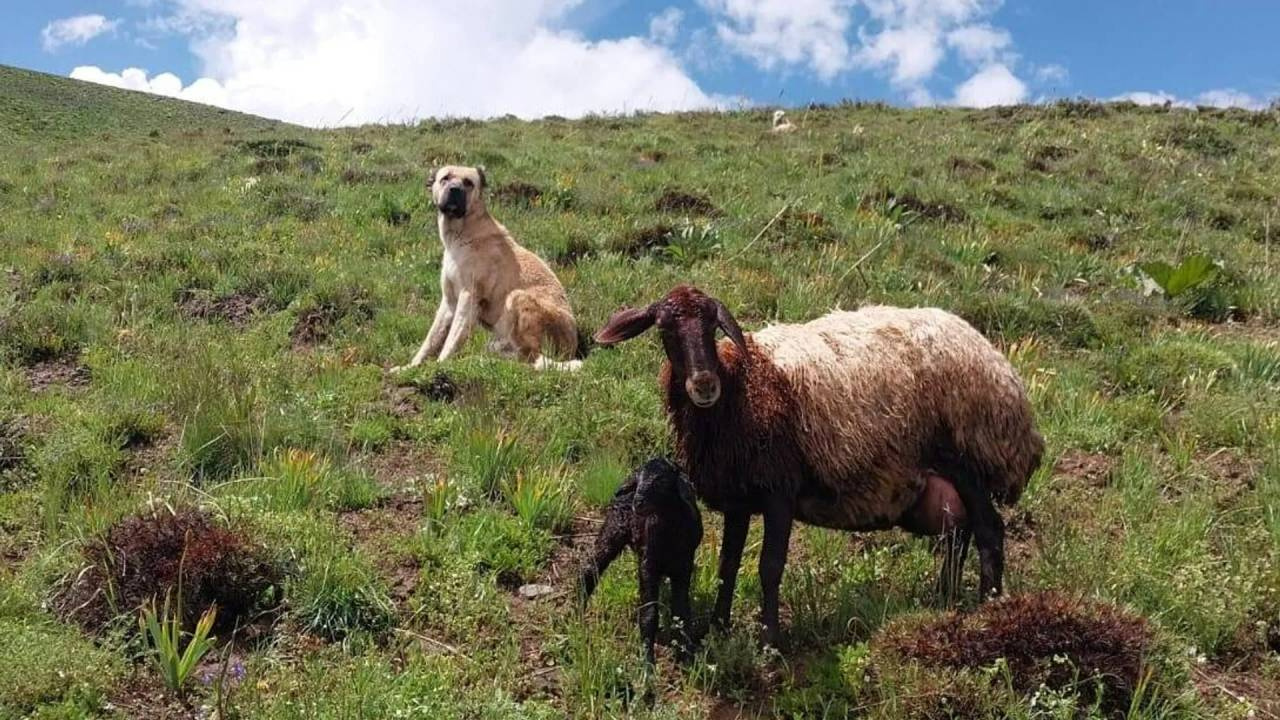 Kayıp Kangal köpeği, doğum yapan koyun ve yavrusunu korurken bulundu