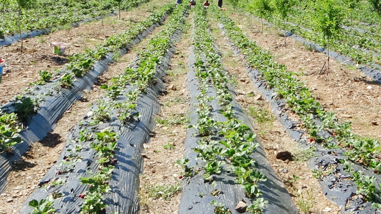 Malatya’da 5 dönümle başladı, 36 dönüme çıkardı ama siparişlere yetişemiyor: Tarlada kilosu 60 TL!