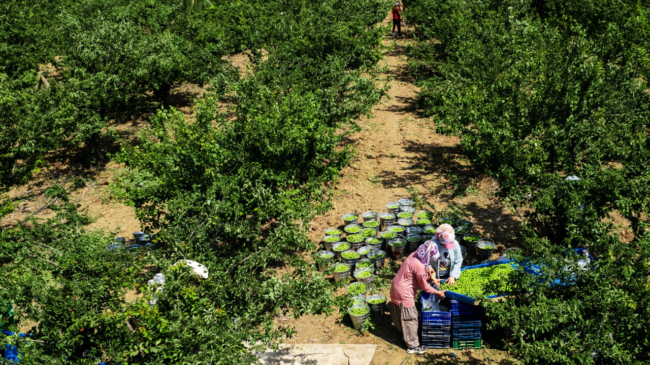 Manisa’da yüksek rekolteli hasat başladı, büyük bir titizlikle toplanıyor: Tarlada kilosu 40 TL!