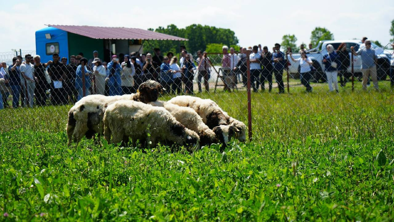 Samsun’da geliştirildi: Kuzu etinin fiyatını düşürecek proje