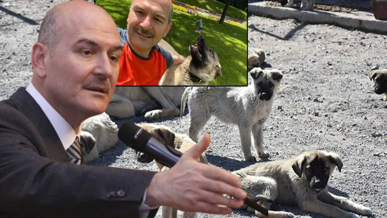 Aybaş trolledi: Soylu’nun ‘sokak köpekleri’ sözleri yalan çıktı