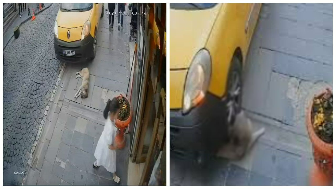 Taksici kaldırımda uyuyan köpeği ezdi!