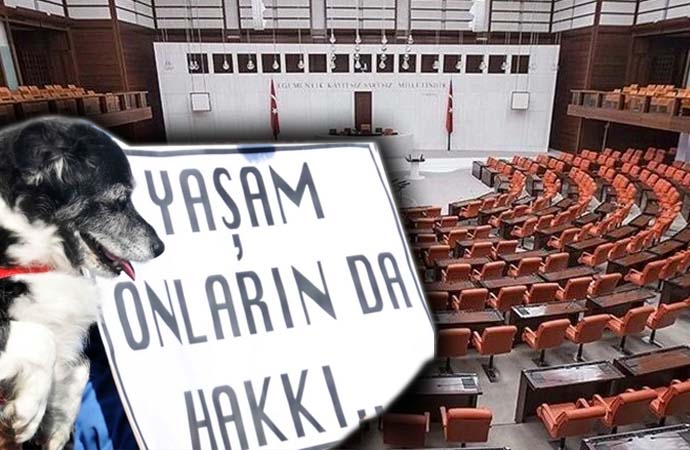 AKP’den sokak hayvanları yasasında geri adım – Ankaragündem