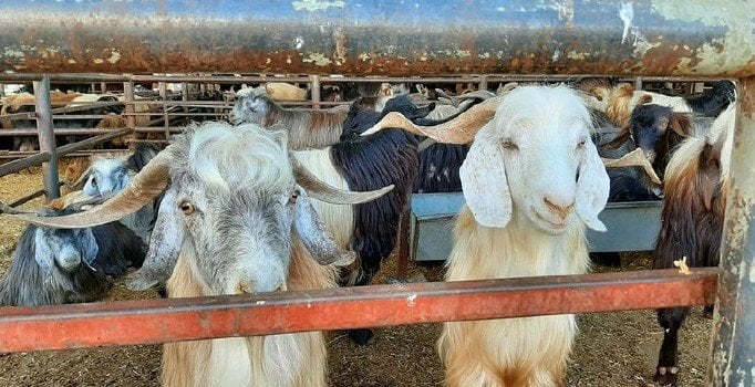 Uzmanlardan kurban eti uyarısı: Yeni kesilmiş eti buzdolabına koymayın