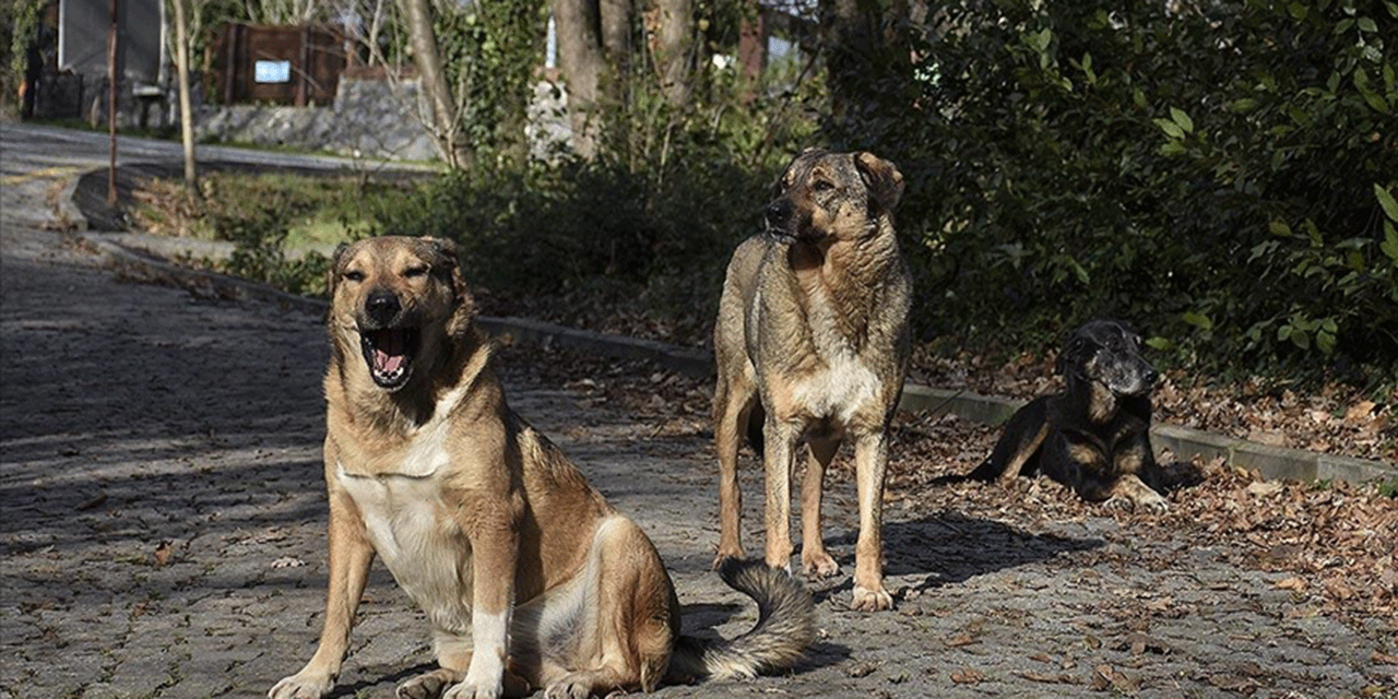 13 yaşındaki çocuğa sahipsiz köpekler saldırdı!