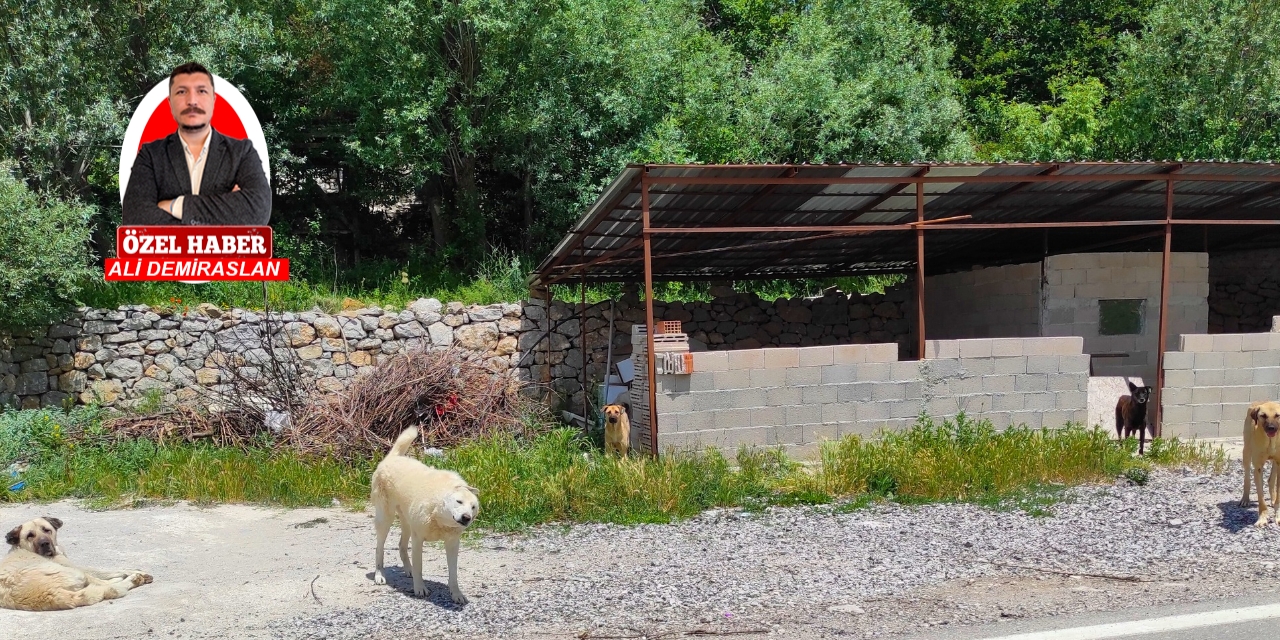 Hayvan severler eleştiriyor: Başıboş sokak köpeklerinin barınaklardaki durumu endişe verici!