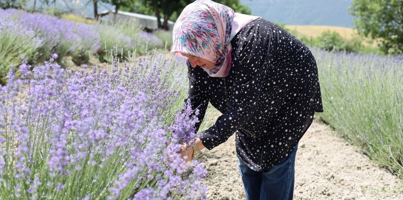 Lavanta üretimi 3 senede 3 katına çıktı