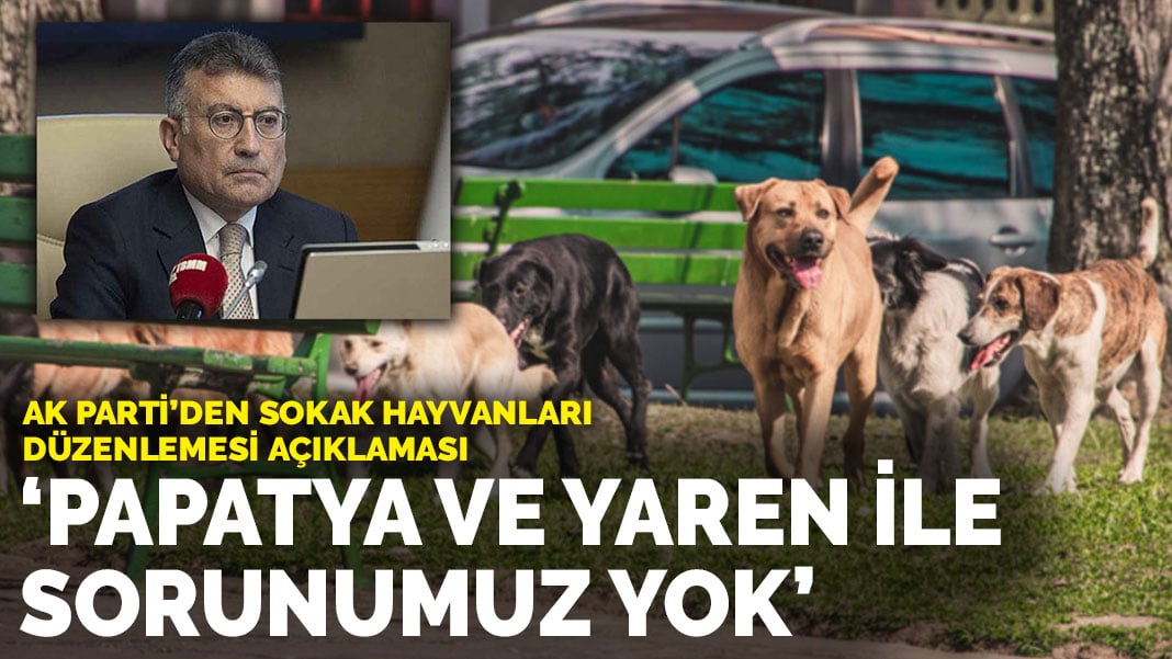 AK Parti’den sokak hayvanları düzenlemesi açıklaması: Papatya ve Yarenle sorunumuz yok