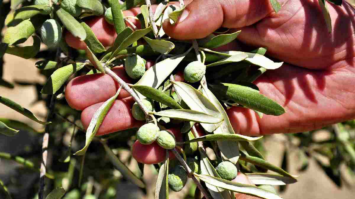 Zeytin üreticilerini korku sardı! Dökülmelerin nedeni kuraklık mı? Hastalık olmadan dökülmeye başladılar