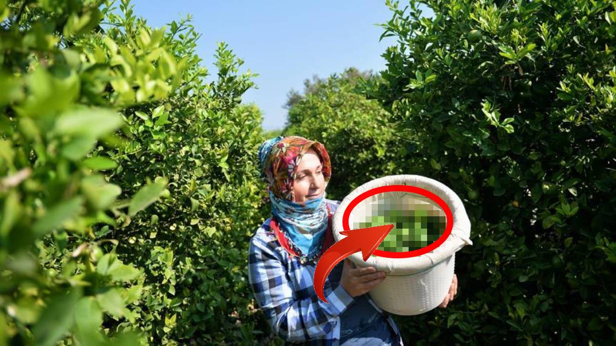 Bahçesine ekene dolar yağıyor! Dünyadan o meyveye büyük ilgi: Zeytin, fındık bile bu kadar kazandırmıyor