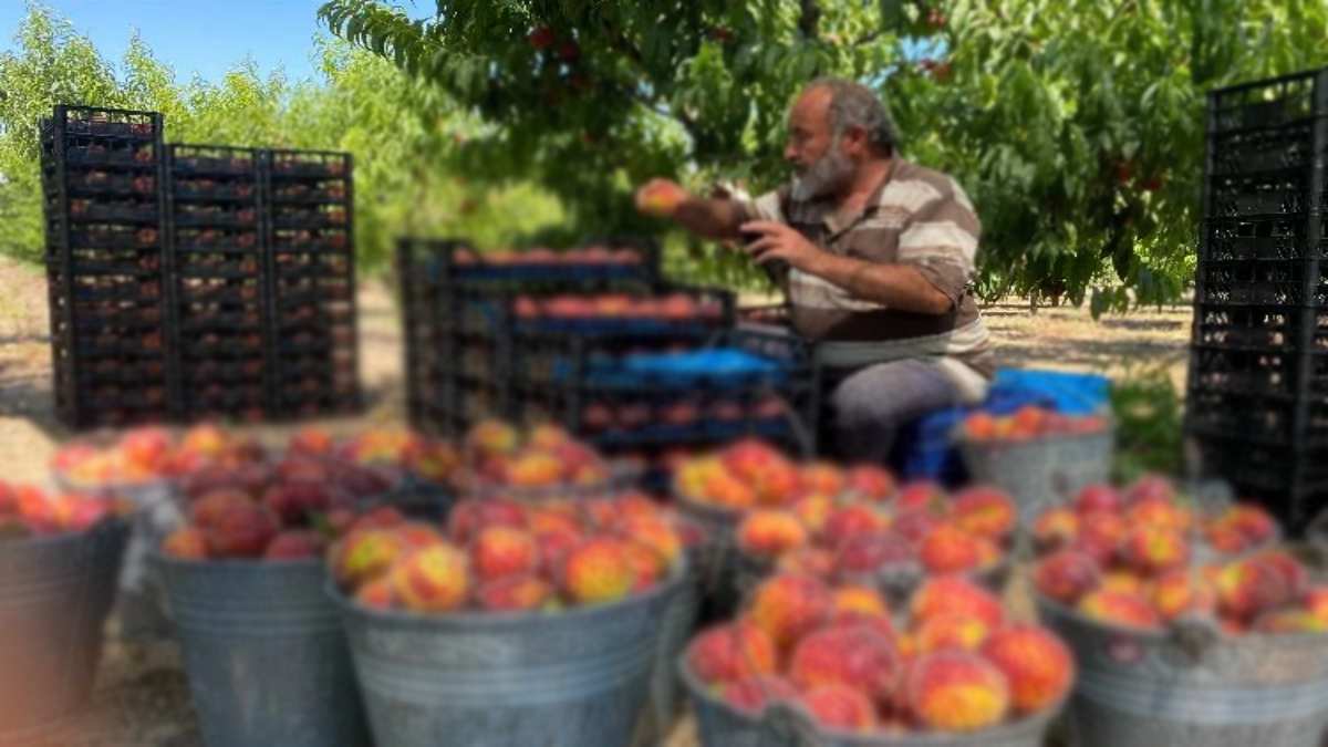 Toprak ve rüzgarla lezzetleniyor, Haziran 1’de toplanmaya başlıyor! En lezzetlisi Türkiye’nin o ilçesinden çıkıyor