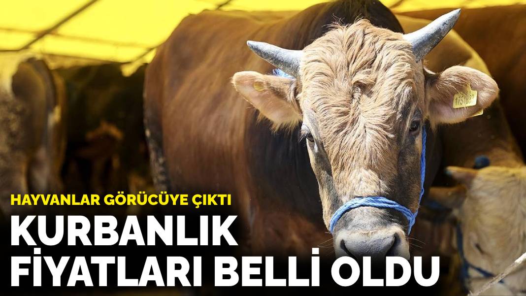 Kurbanlık fiyatları belli oldu!