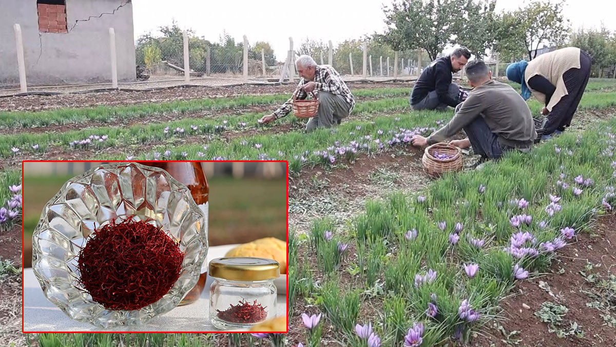 O kentte keşfedip üretime başladı: Gramını 200 TL’ye satıyor! Paraya para demiyor, dünyanın en pahalı baharatı