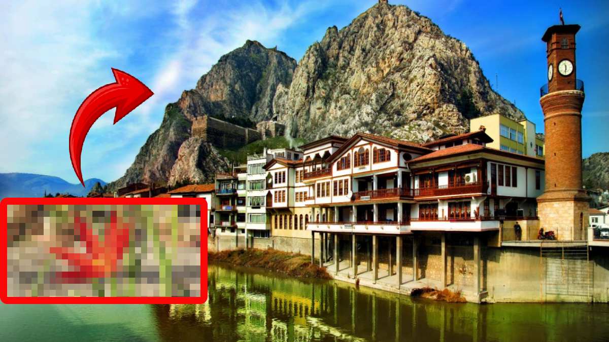 Adına ‘Yitik’ deniyor, sadece Amasya’da bulunuyor! Avrupa’dan geldi, yılda sadece 10 gün görülüyor