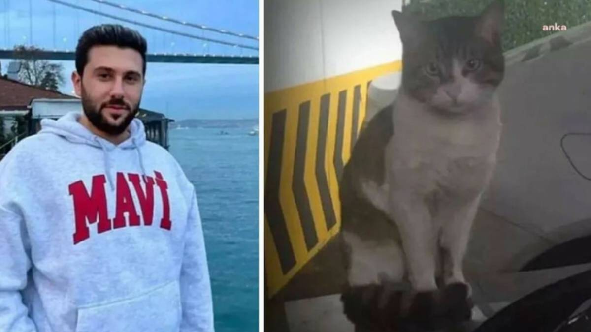 İstinaftan kedi Eros kararı