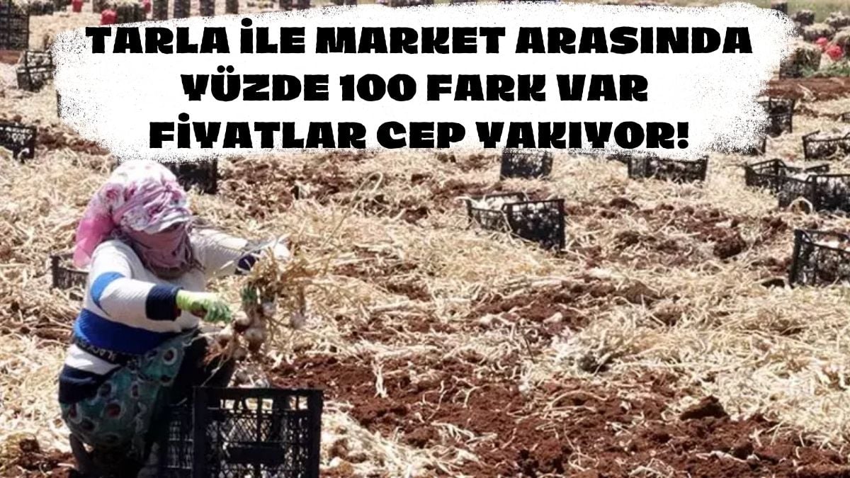 Tarladan 50 markette 100 liradan gidiyor! Gaziantep’te bereketli hasat başladı, bu yıl 30 bin rekolte bekleniyor