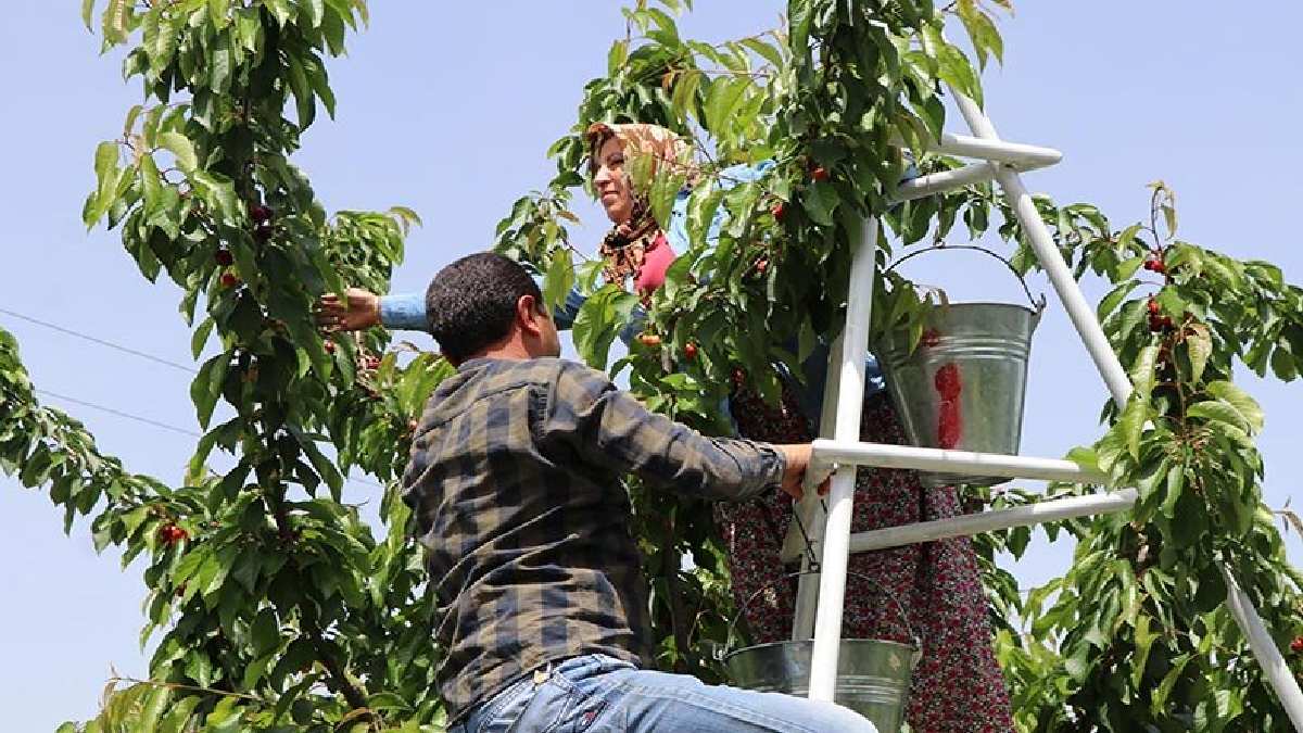 Her yıl festivali bile yapılıyor, tadı damakta kalıyor! Kulaklara küpe olan hasat başladı! 1 hafta sürecek