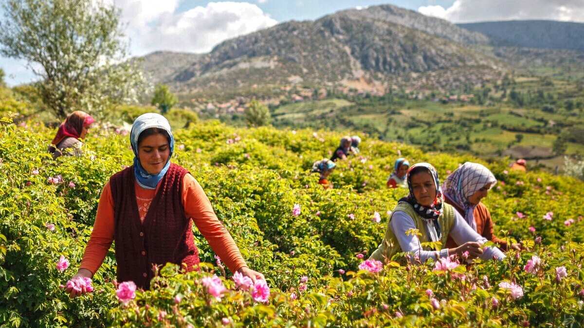 Piyango alan değil bu işi yapan zengin oluyor! 4 tondan 1 litre çıkıyor, 400 Bin TL’ye satılıyor!