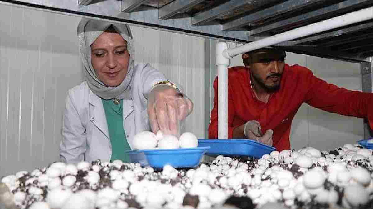 45 günde 18 ton ürün veriyor, tezgahta bir tane bile kalmıyor! Anne oğul girdiği o işle paranın belini kırdı