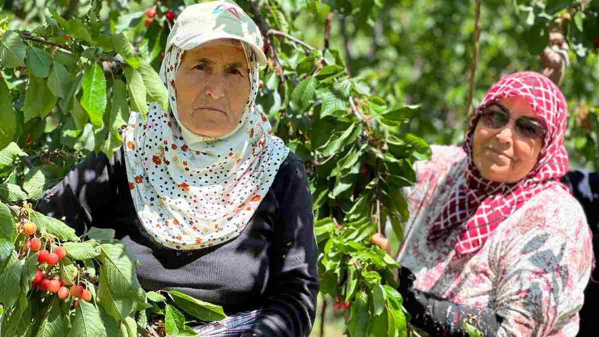 Köylerde toplanıyor yurt dışına tonlarca satılıyor! Rusya, Balkan, Arap… Tezgahta 70 TL’den poşete giriyor