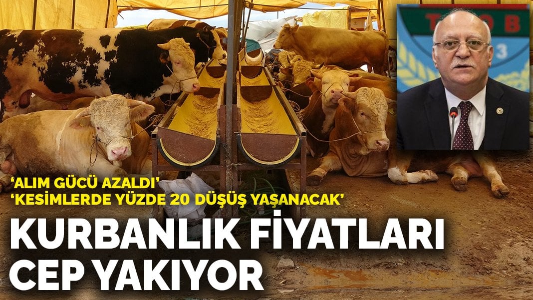 Kurbanlık fiyatları cep yakıyor: Alım gücü azaldı, kesimlerde yüzde 20 düşüş yaşanacak