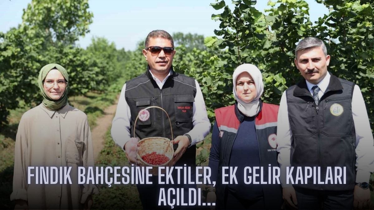 Fındık bahçesine ilk kez ekilen meyvede hasat zamanı! Denemek için ekilmişti, rekolte şaşırttı