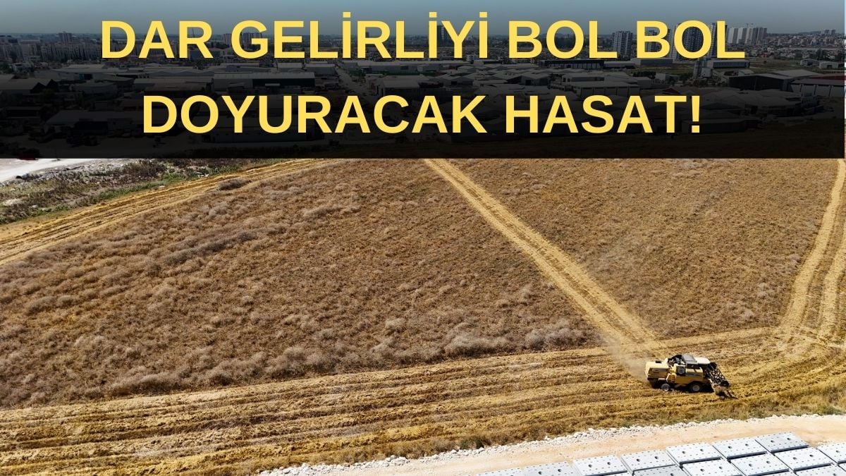 Tarladan dar gelirlinin sofrasına ücretsiz gidecek! Bereketli hasat başladı, ihtiyaç sahiplerine bedava verilecek