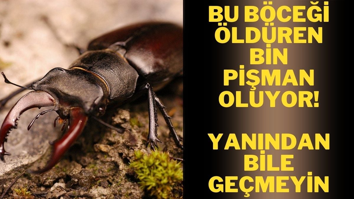 Bu böceği öldürmeden bir kez daha düşünün! Bir tanesi servet değerinde, o ilimizde görüldü