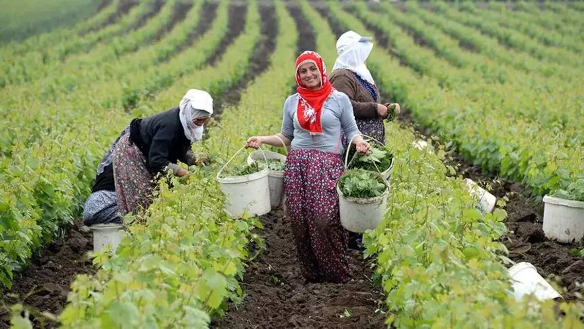 Daldan tek tek toplanıyor, demetlenip bidonlara basılıyor! İnce ince saran lezzetine doyamıyor! Özel lezzetin ünü dünyayı aşıyor