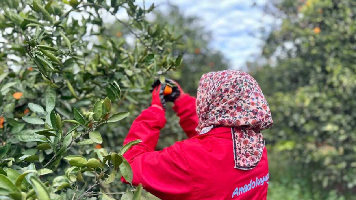 Eken çiftçi TL ile değil Dolarla kazanıyor! Parayı getiren hasat, havadan dolarları toplatıyor