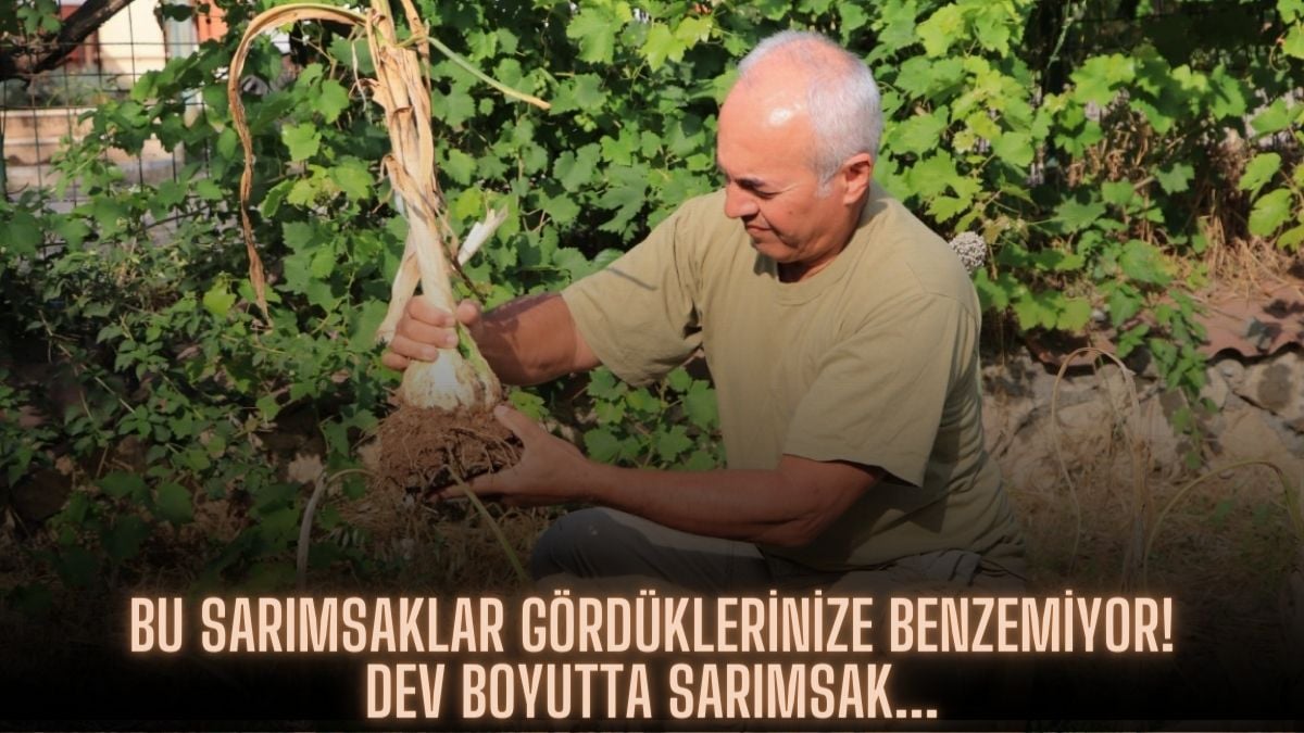 Bu sarımsağı görenler küçük dilini yutuyor! Dev boyuttaki sarımsak su istemiyor: Üstelik gıda da değil sanayide kullanılıyor