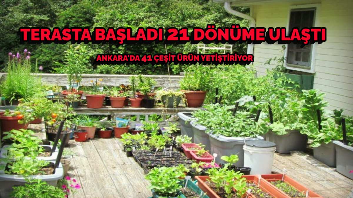 Sadece hobi olsun dedi, Ankara’da 40 çeşit ürün yetiştirdi! Terasta başladı 21 dönümlük araziye taşıdı