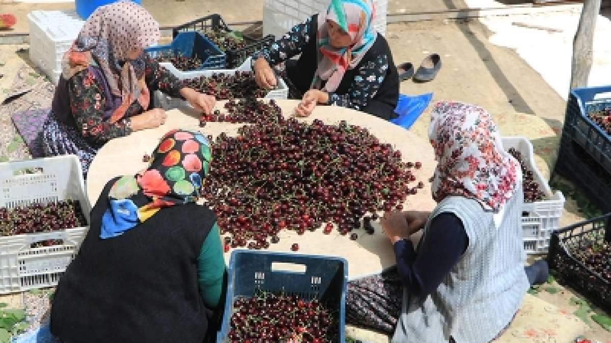 Bol güneş, yüksek yer istiyor! Hasat başladı, 5 günde tükendi! Çarşıda pazarda yok satıyor