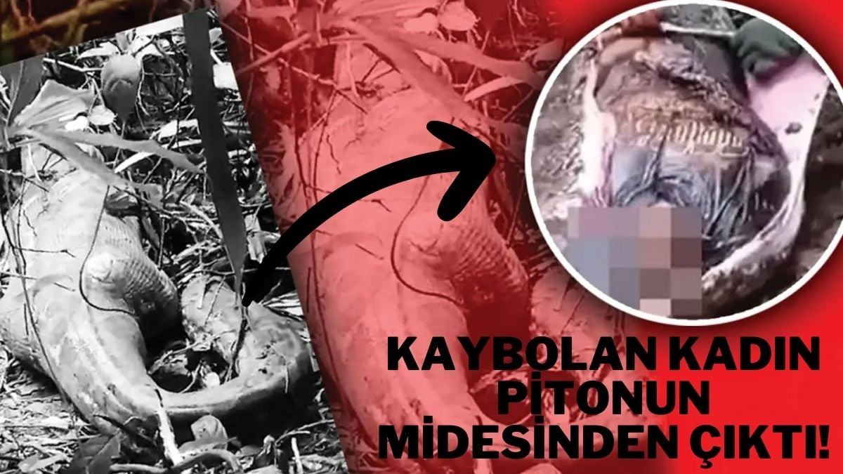 Kayıp kadın her yerde aranıyordu! Dev yılan canlı canlı yutmuş: Karnını kestiler korkunç gerçek ortaya çıktı