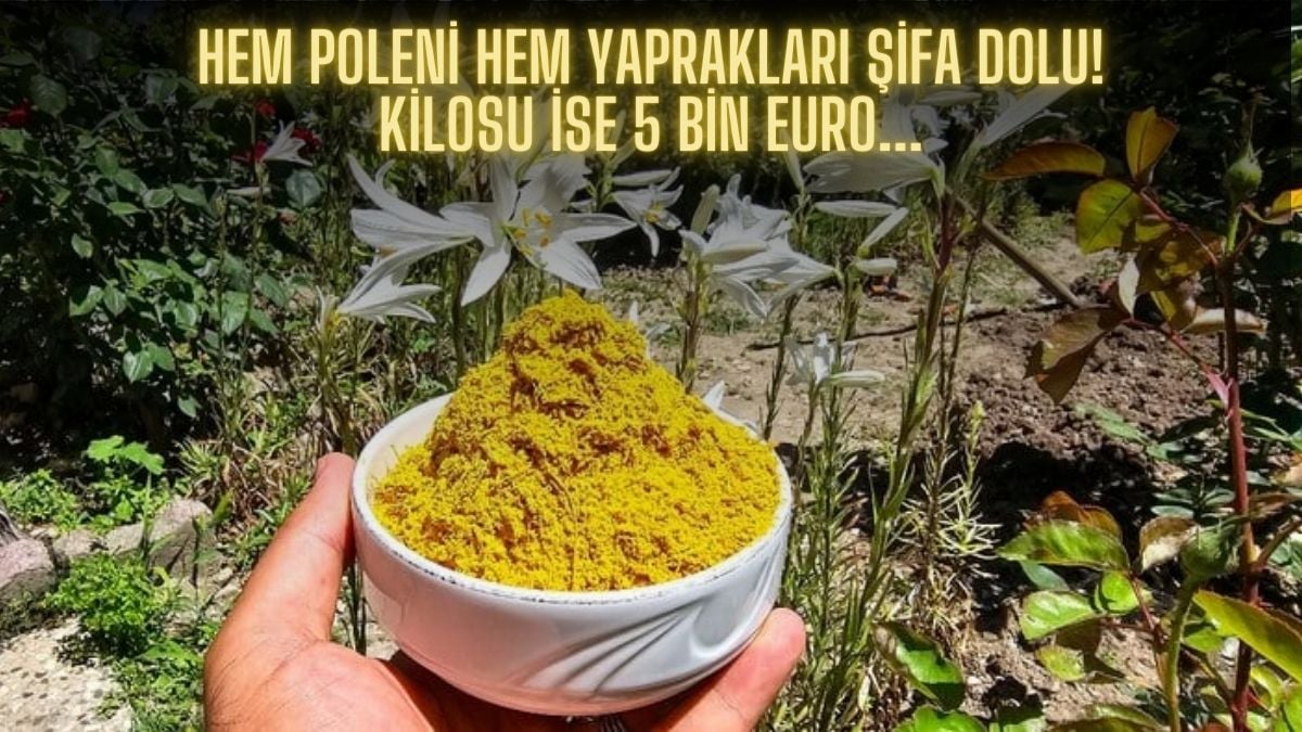 Nesli koruma altına alındı hasadı başladı! Poleni ayrı yaprakları ayrı kullanılıyor: Kilosu 5 bin eurodan gidiyor