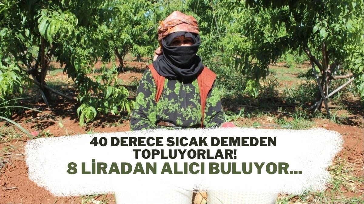 40 derece sıcak demeden çalışıyorlar! Emekle toplanan meyvenin kilosu 8 liradan alıcı buluyor: Faydaları ise saymakla bitmiyor