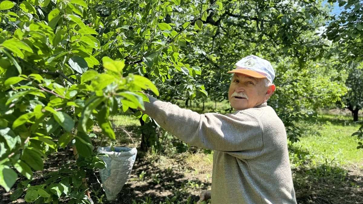 Gün ışıdığında işe koyuluyorlar, daldan bin bir zorluklar topluyorlar! Hasat 1 hafta erken başladı, fiyat 80 TL’ye çekildi