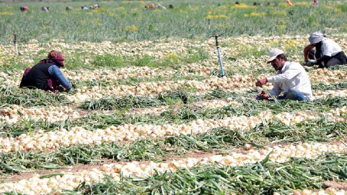 Hasat başladı fiyatı takla attı! Adana’da toplanıyor kilosu 5 TL’den satılıyor! Yemeklerin olmazsa olmazında fiyat düştü