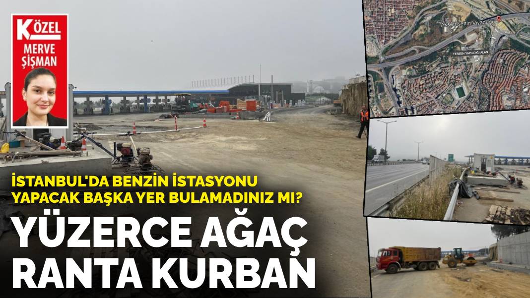 Yüzerce ağaç ranta kurban!