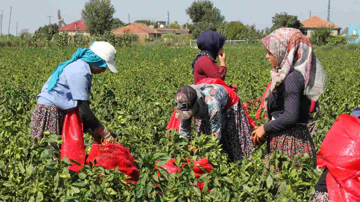 Kiloyla değil çuval çuval alıyorlar! Tezgahlarda kırmızı şenlik başladı: Kilosu 60 TL’den lezzet ve şifa saçıyor