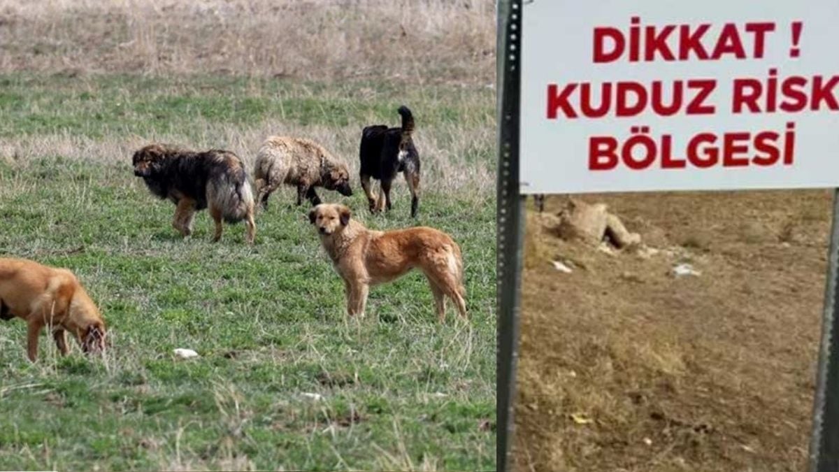 Şanlıurfa’dan Ankara’ya sıçradı! Ankara kuduz alarmı: Hastalık taşıyan köpekleri başkente getirdiler