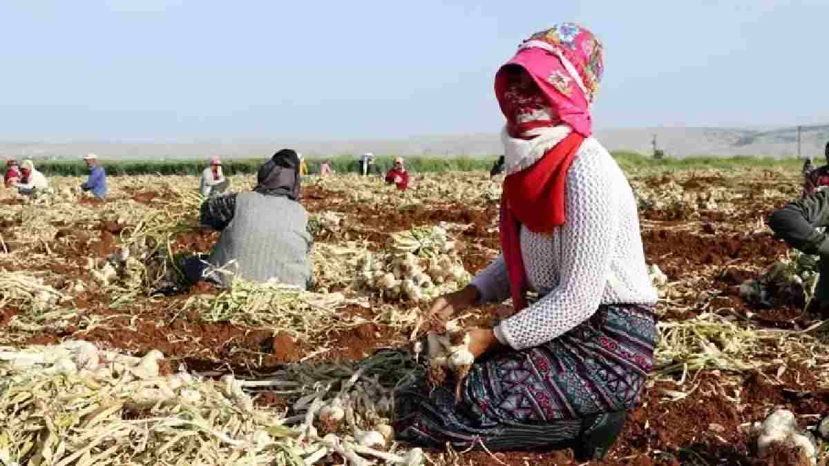 8 bin kişilik dev hasat başladı! Tarlada 50 TL markette 2 katı: ‘Sıcaklıktan kaynaklı hem sağlıklı hem dayanıklı’